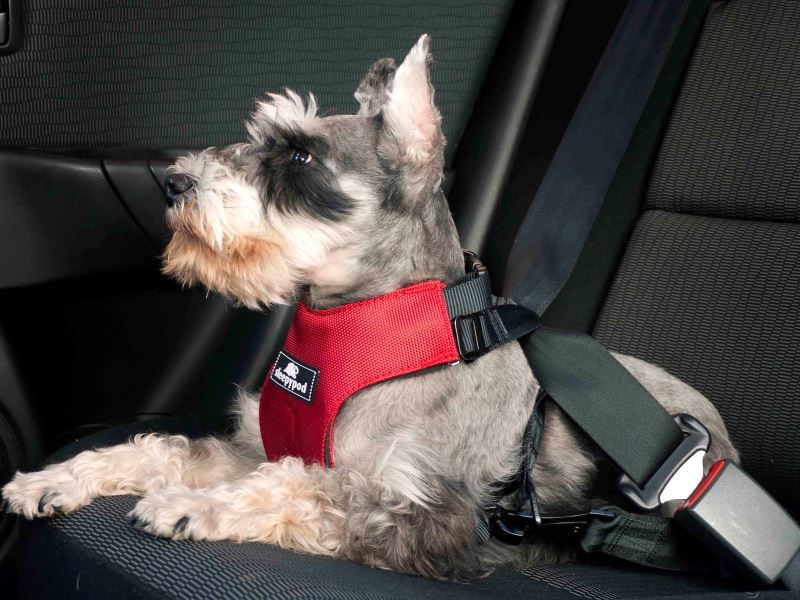 Sleepypod dog car store harness