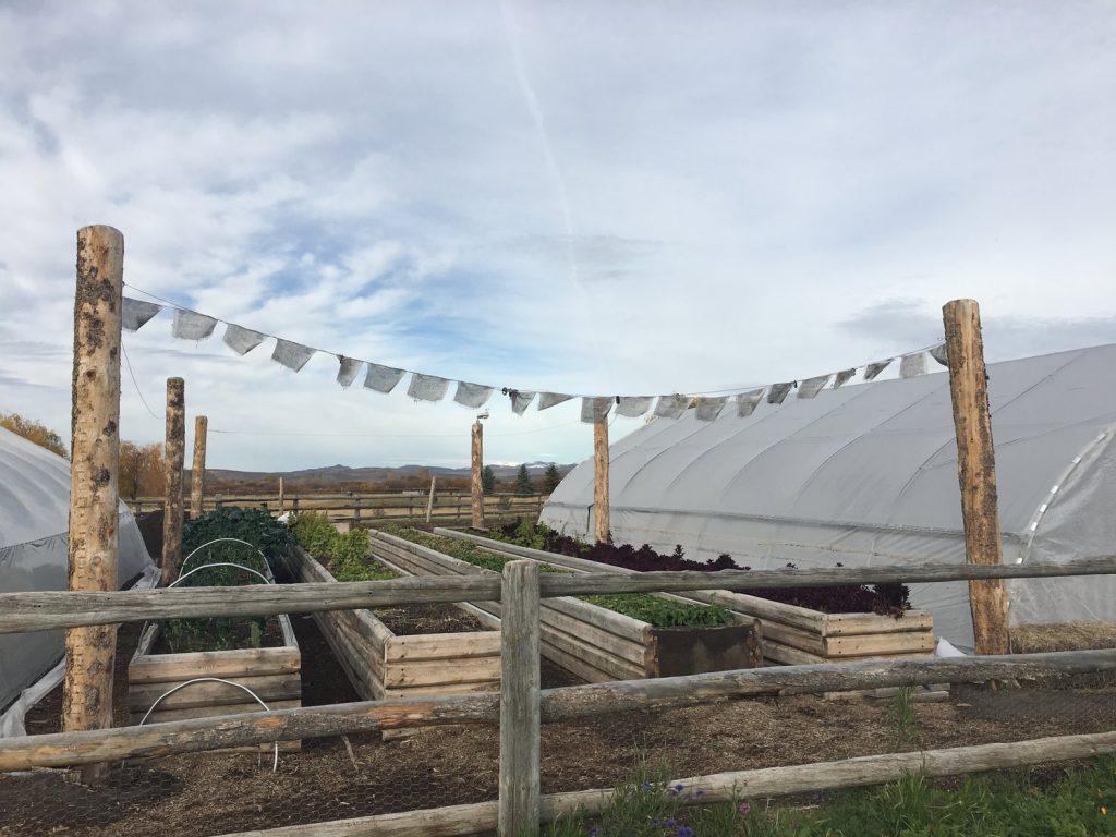 Kraay's Market & Garden is a farm with raised beds and a couple of greenhouses for year-round farm fresh produce.