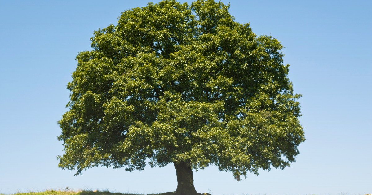 oak-tree.png