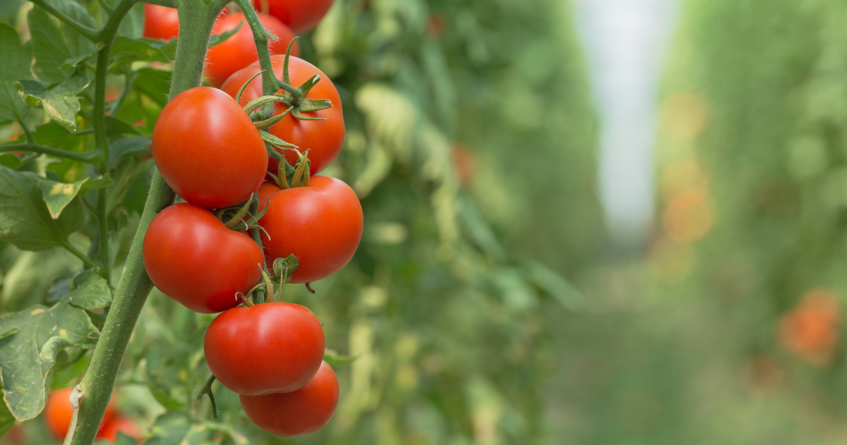 Tomato Plants.png