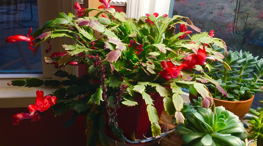 propagating-christmas-cactus.png