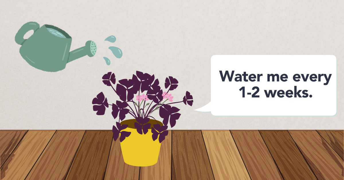 How Often to Water Oxalis (1).png