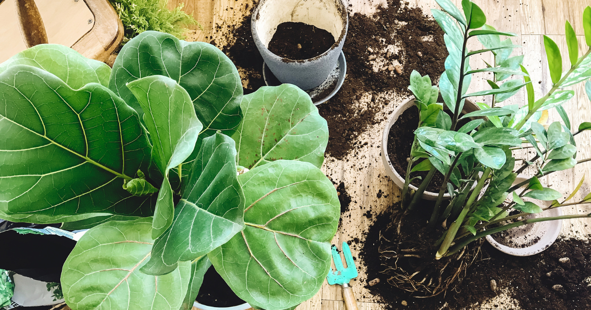 repotting fiddle leaf fig.png