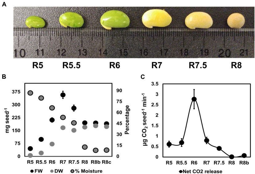 Soybean-seed-developmental-stage.jpg