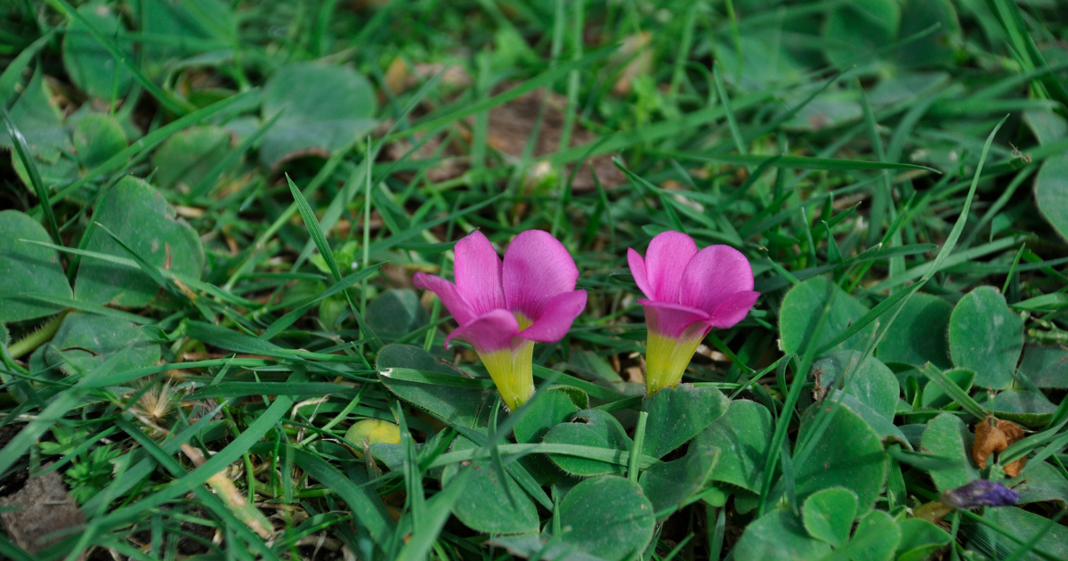 Oxalis Purpurea.png