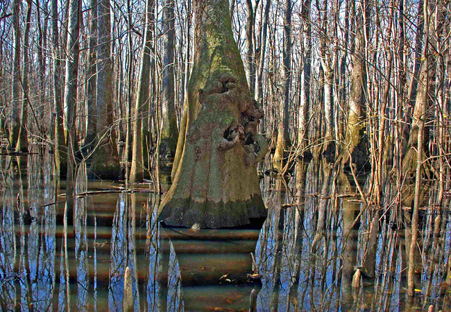 A thick tree wading in the waters of Congaree National Park