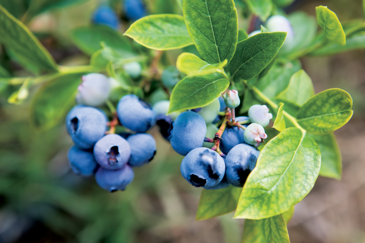 close up of Mississippi blueberries