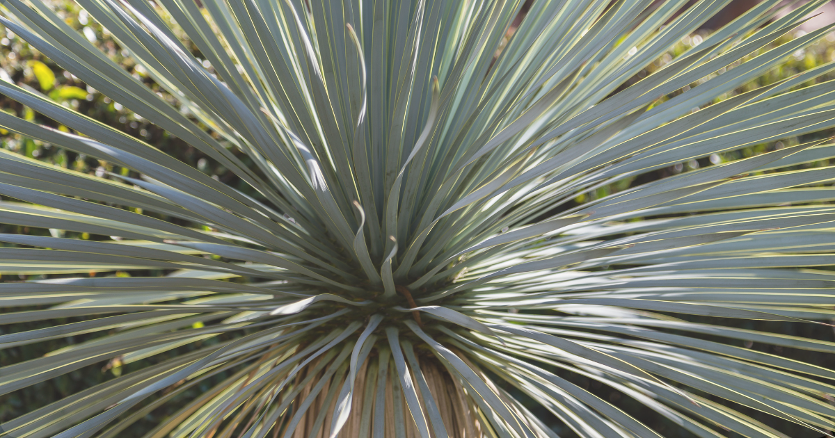 beaked yucca.png