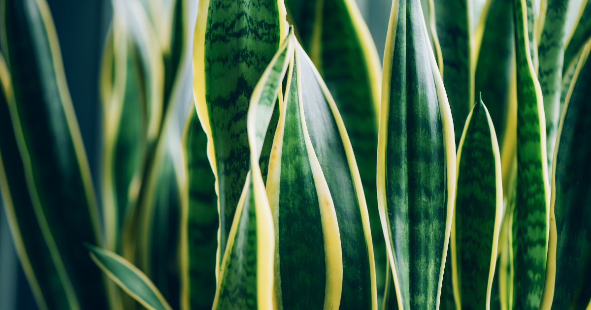 Snake Plant (1).png