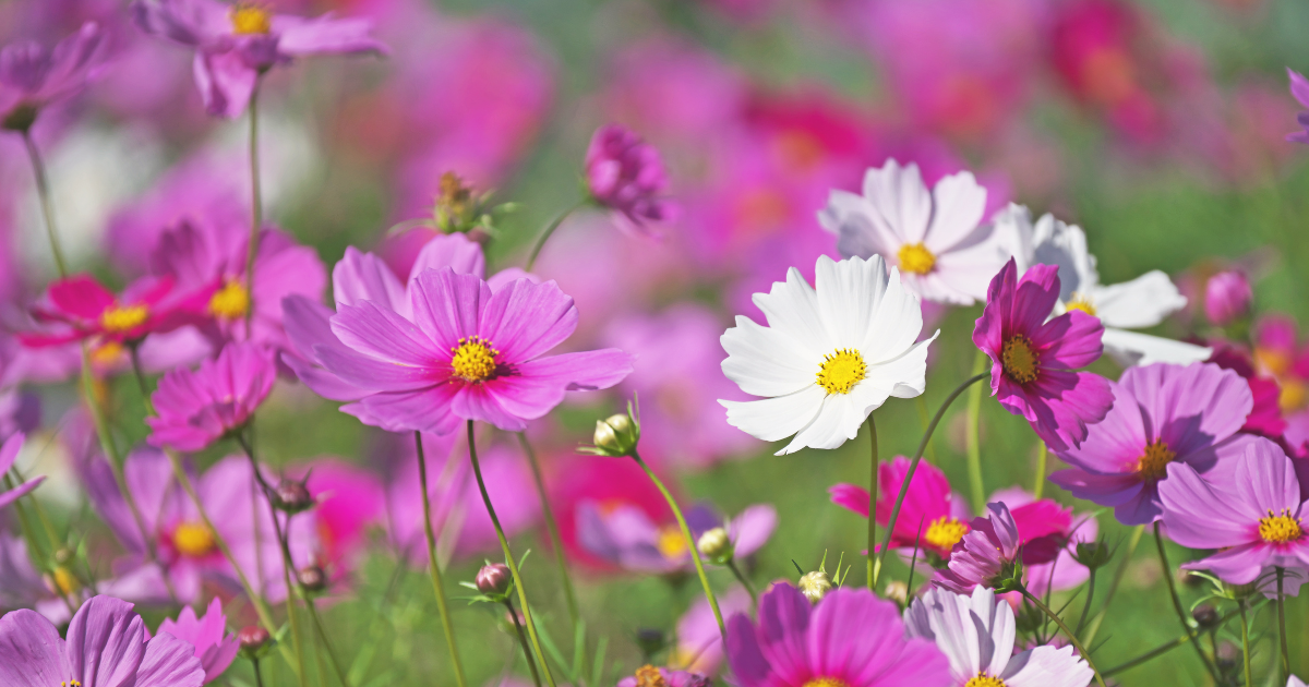 Cosmos flower.png