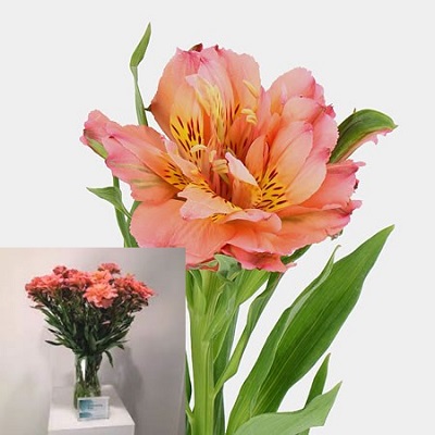 ALSTROEMERIA-FASHIONISTA-LARGE-SINGLE-HEADED-80cm.web.jpg