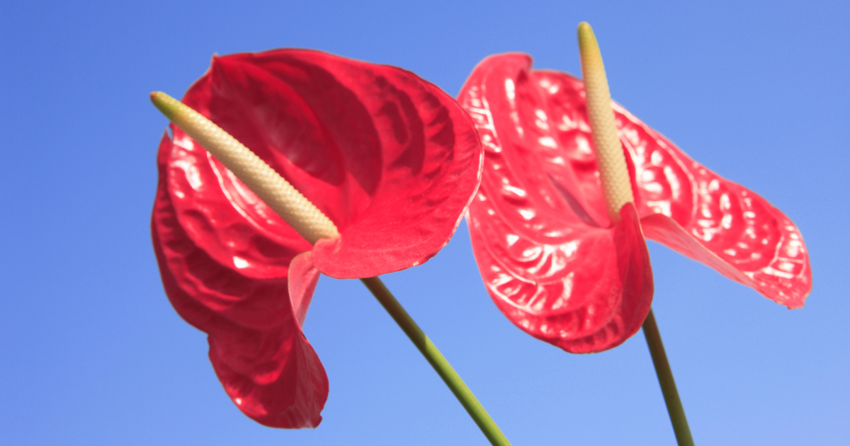 Red Anthurium.png