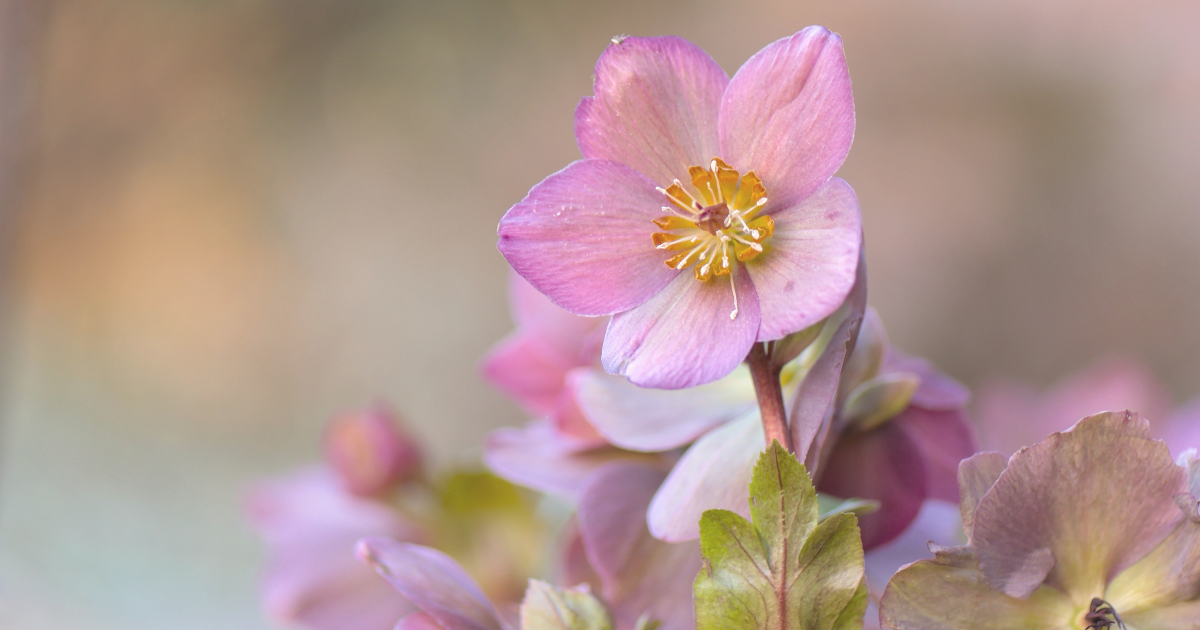 Hellebores.png