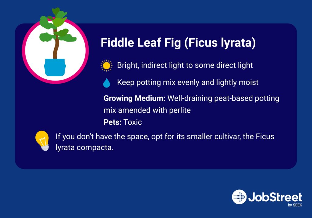 Fiddle Leaf Fig (Ficus lyrata)