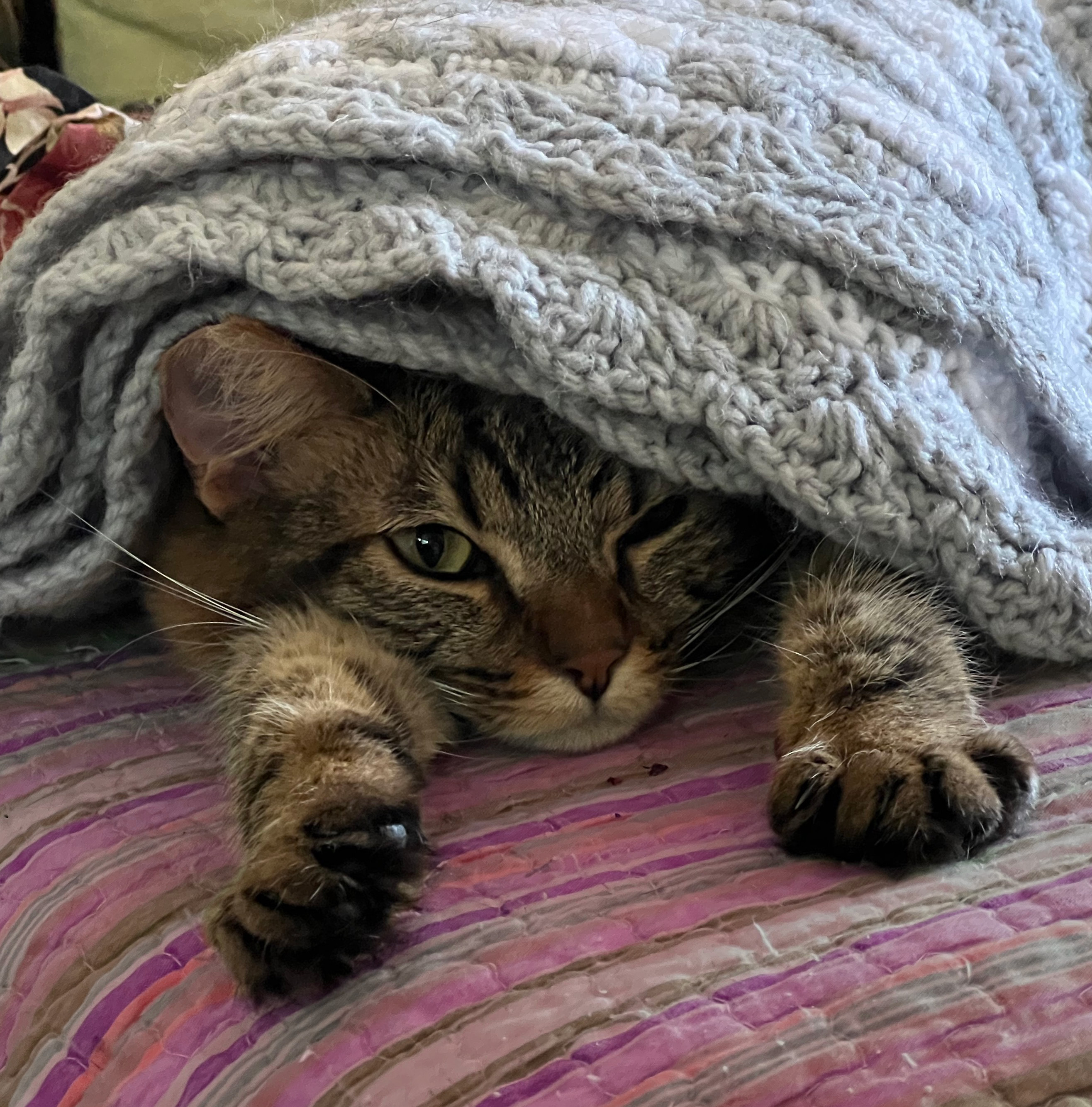 Light brown and black cat lying down partially underneath a knitted blanket reaching both paws out towards the camera