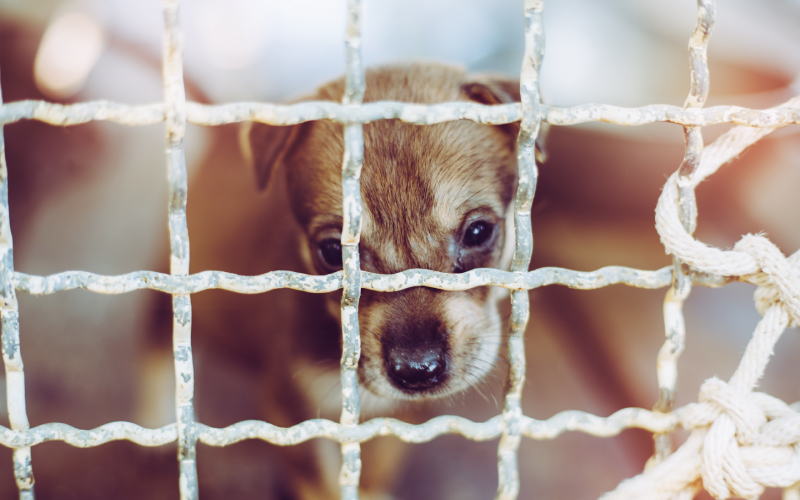 Soi Dog Foundation จากแนวคิดการทำงานเพื่อสังคมสู่การก่อตั้งมูลนิธิเพื่อชีวิตหมาแมวจรที่ดีขึ้น