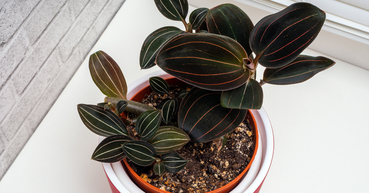 Ludisia (Jewel Orchid).png