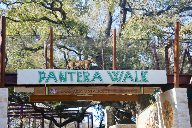 Pantera Walk.