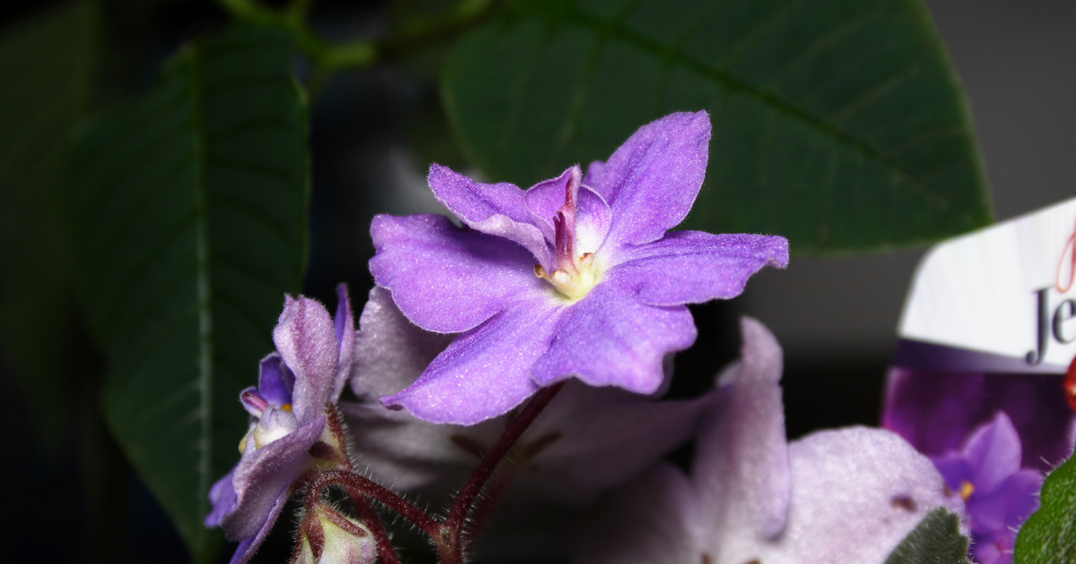 african violet .png