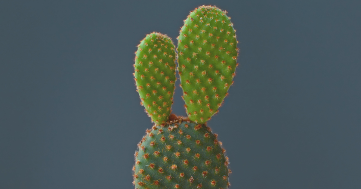 Bunny Ears Cactus.png