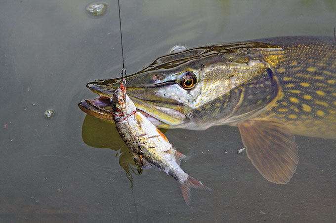 Pêche d'hiver mort manié