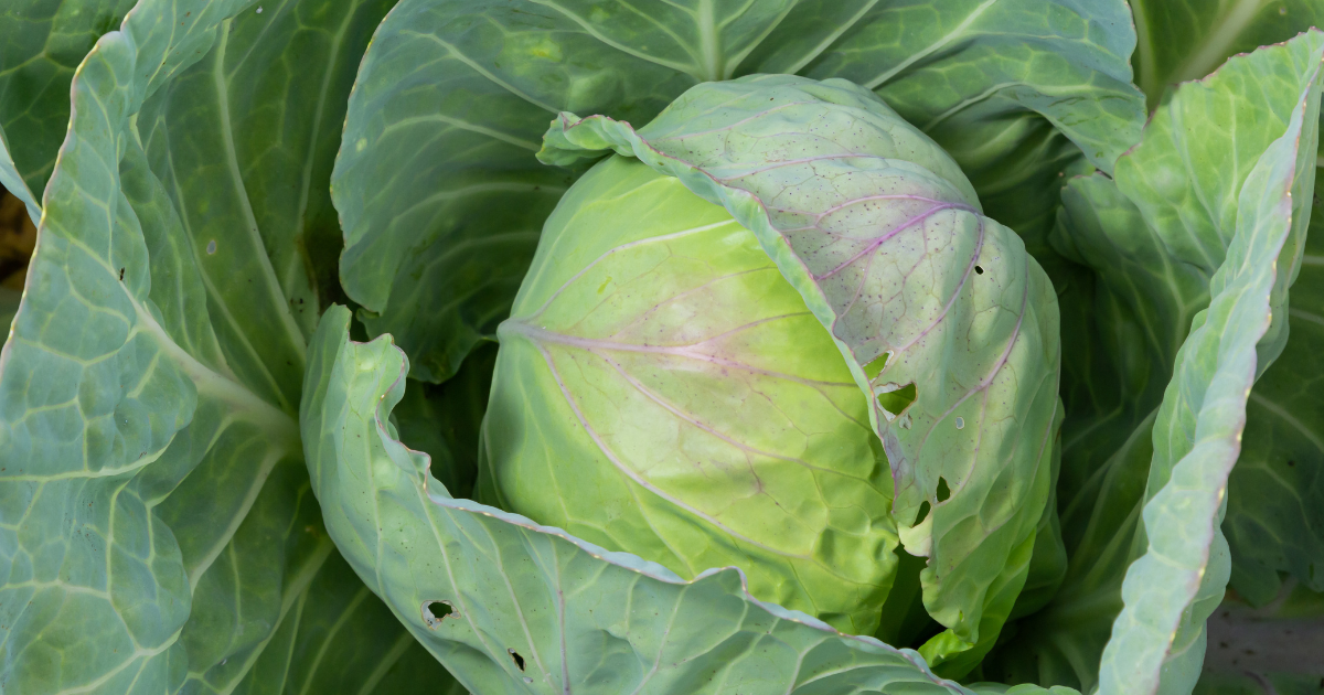 Cabbage.png