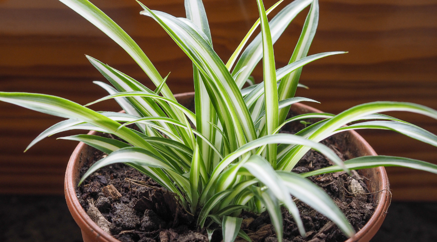 what-does-a-spider-plant-look-like.png