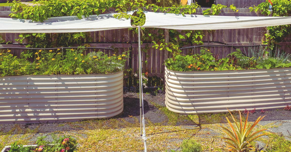 Protecting Plants from Extreme Heat.png