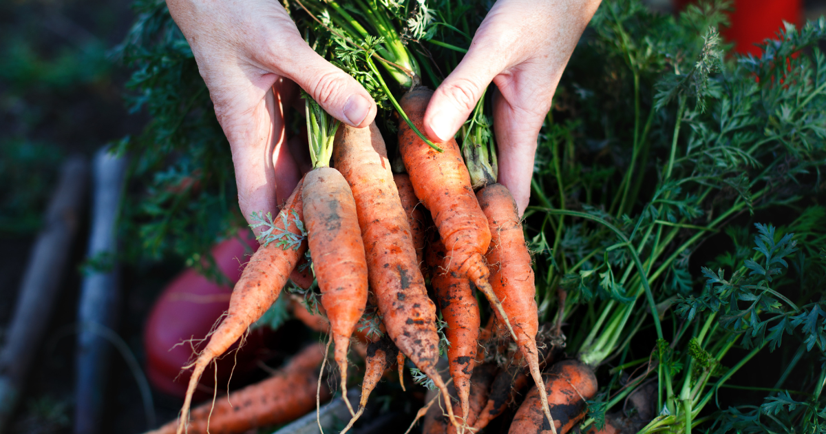 harvesting carrots.png