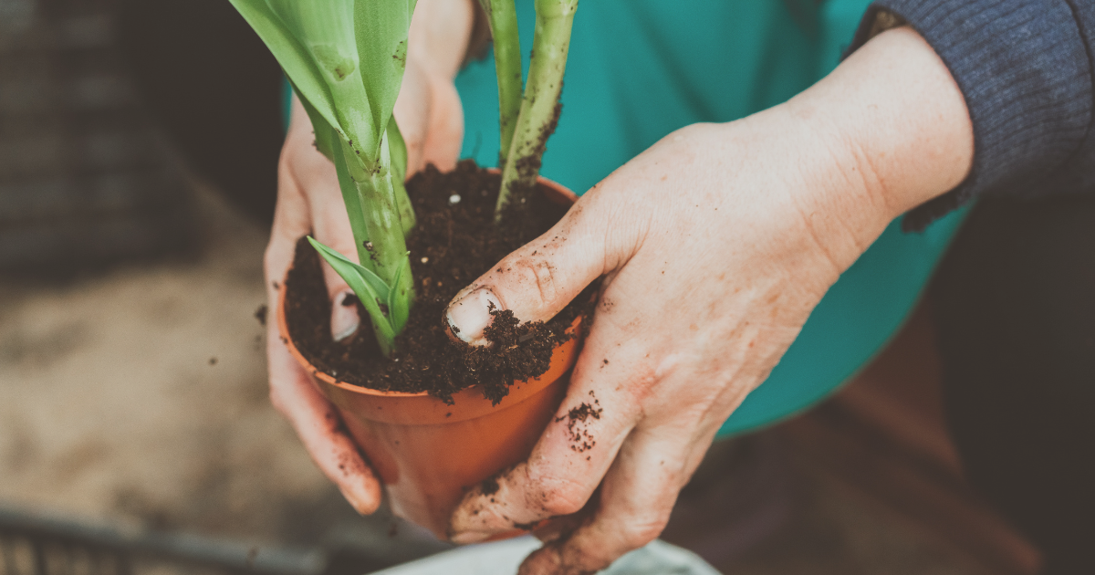Growing Hyacinths in Containers.png