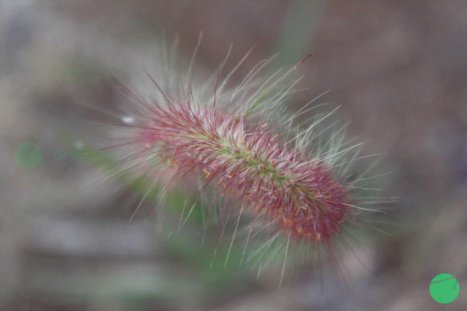 rumput desho - Pennisetum pedicellatum - 2.jpg