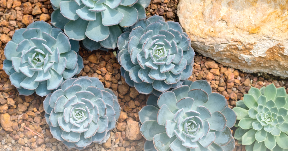 Echeveria -Imbricata-.png