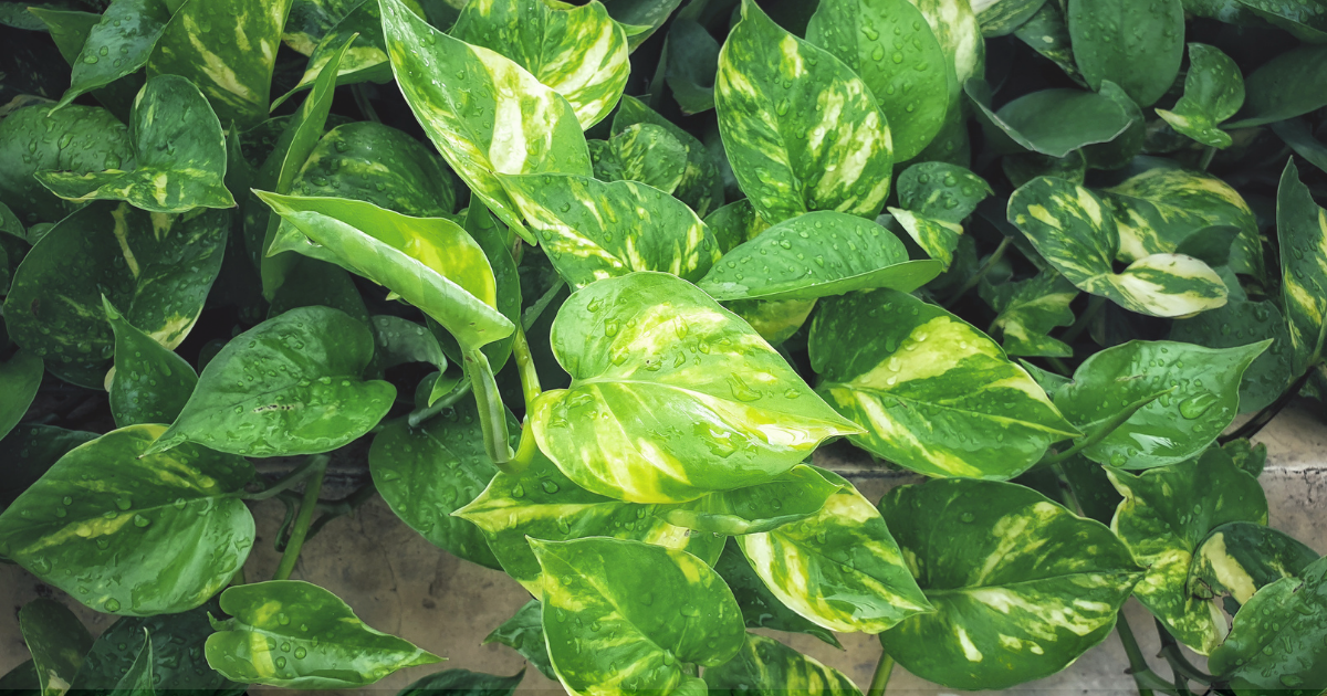 golden-pothos.png