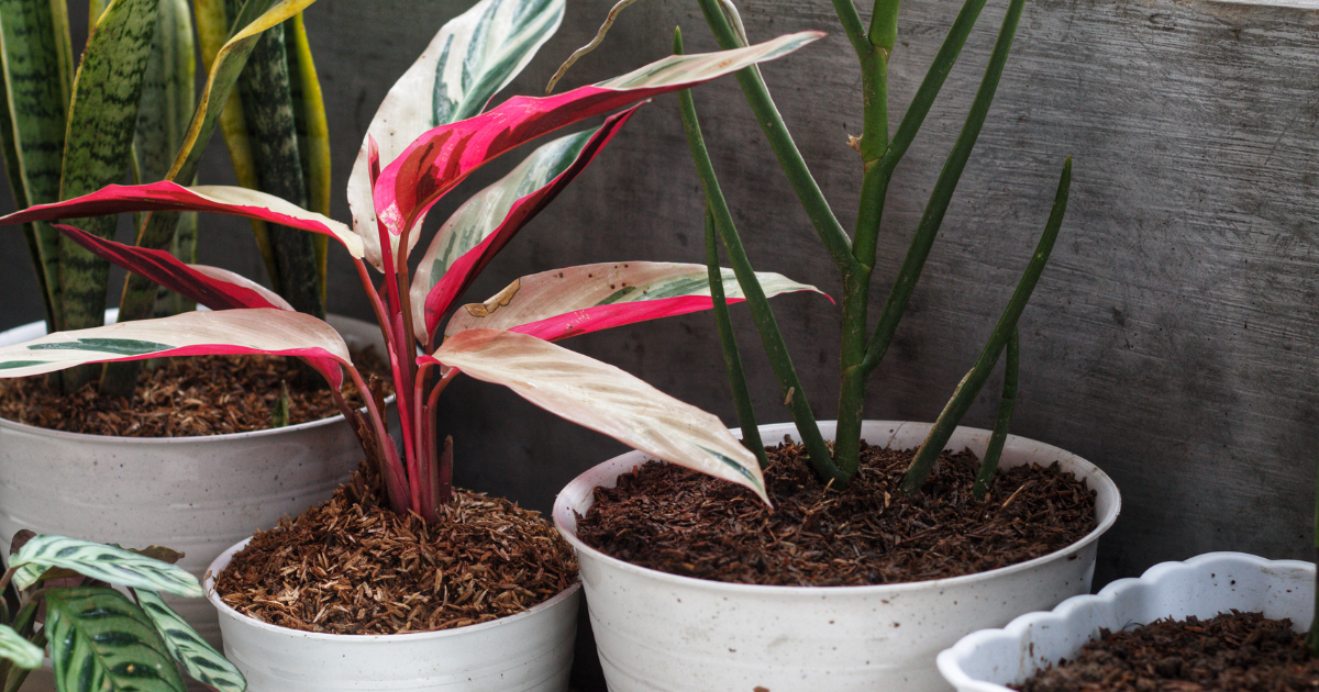 Aglaonema.png