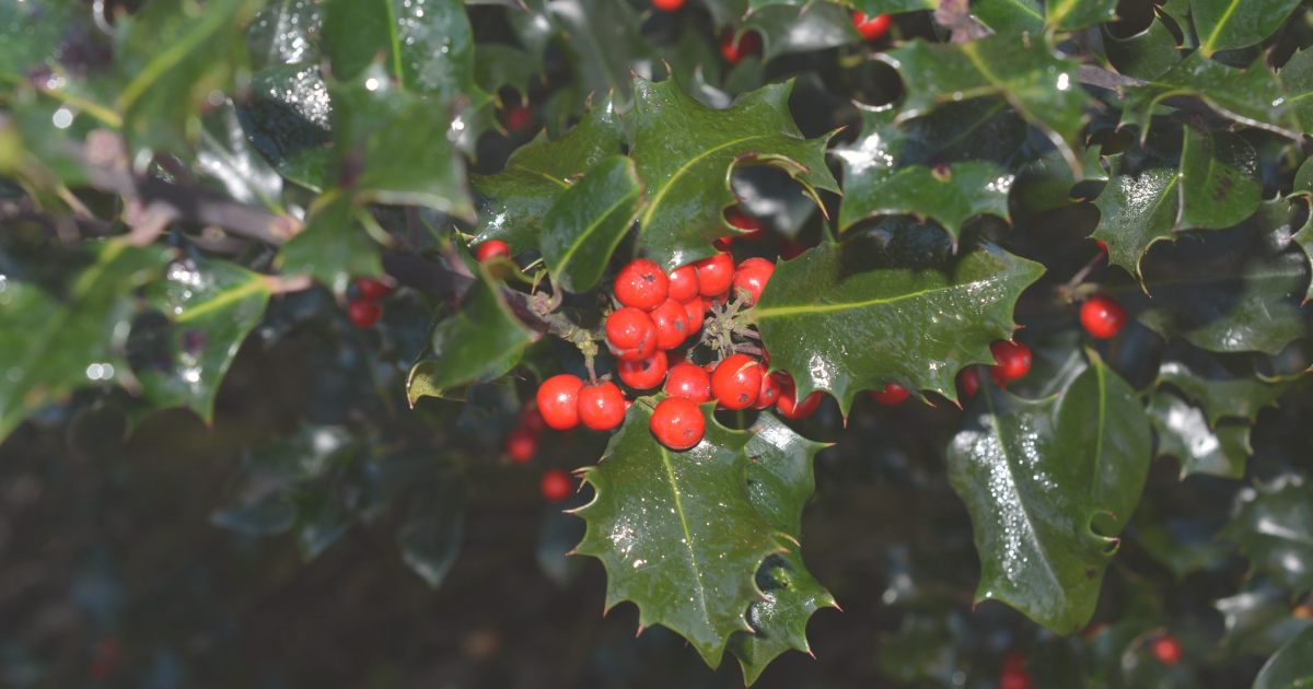 Holly (Ilex aquifolium).png