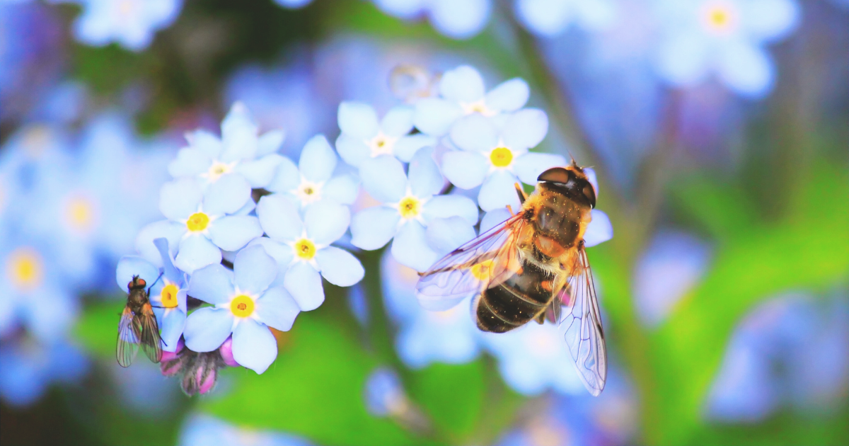 Supporting Pollinators Year-Round.png