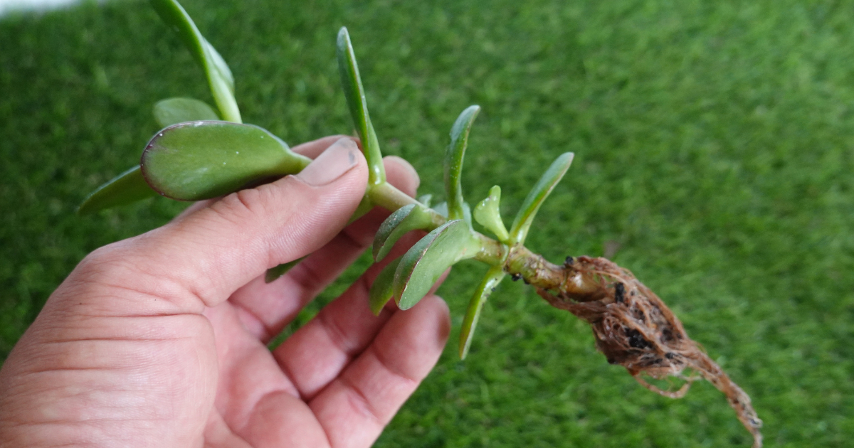 jade plant propagation.png