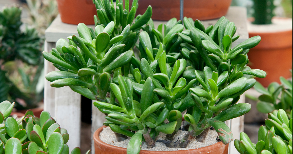 Jade Plant.png