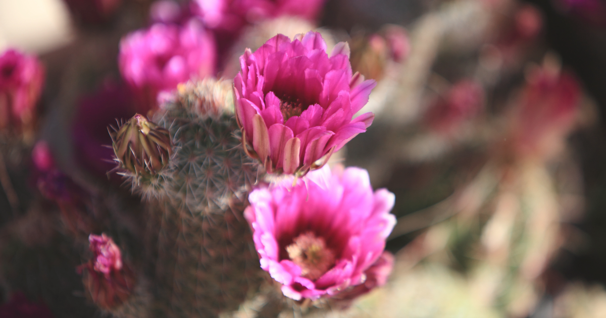 Hedgehog Cactus.png