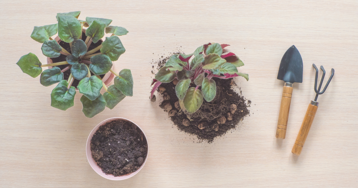 Step-by-Step Guide to Moving Plants Outside.png