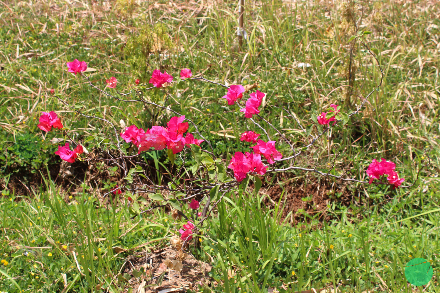 bougainvillea - 3.jpg