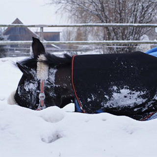 festliegen-wenn-das-pferd-auf-einmal-nicht-mehr-aufstehen-kann_320x320.jpg