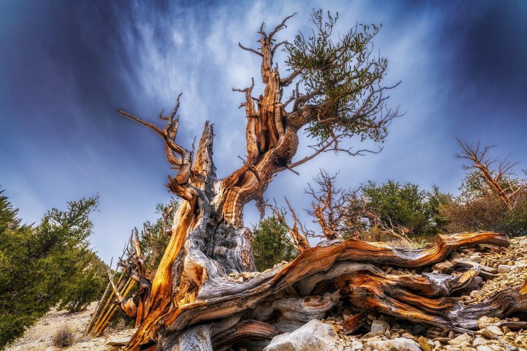Highway 395's Ancient Bristlecone Forest is home to the oldest living organism in the world.