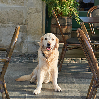 Hund-im-restaurant-Coverbild.jpg