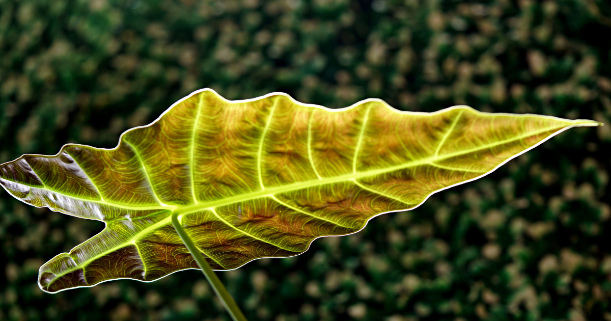 Alocasia leaf yellow.png