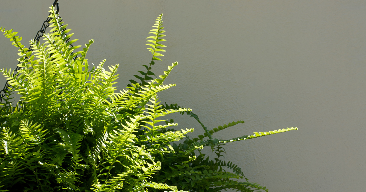 Boston Fern.png