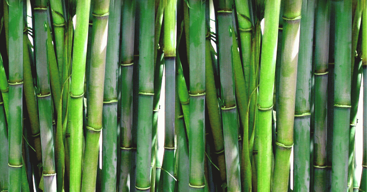 Bamboo.png