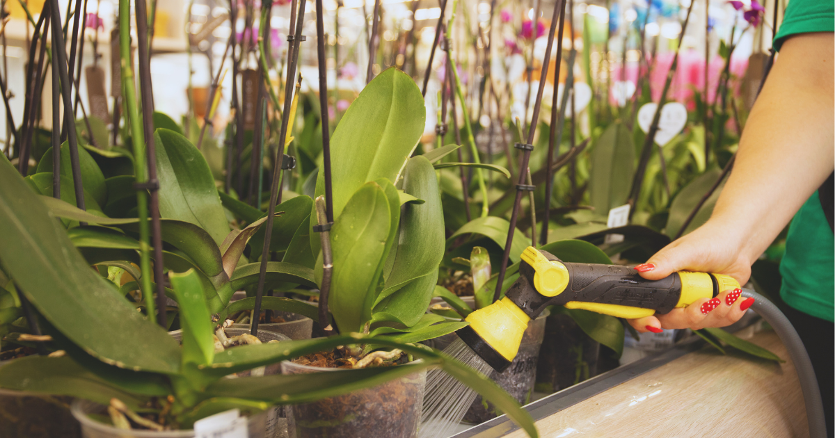 Watering Orchids in Heat.png