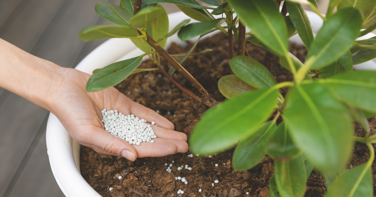 Step-by-Step Fertilizing Process Before Heat.png