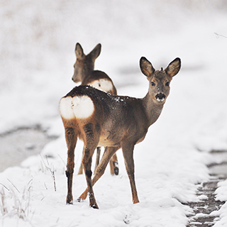 Wildtiere-im-Winter-Coverbild.jpg